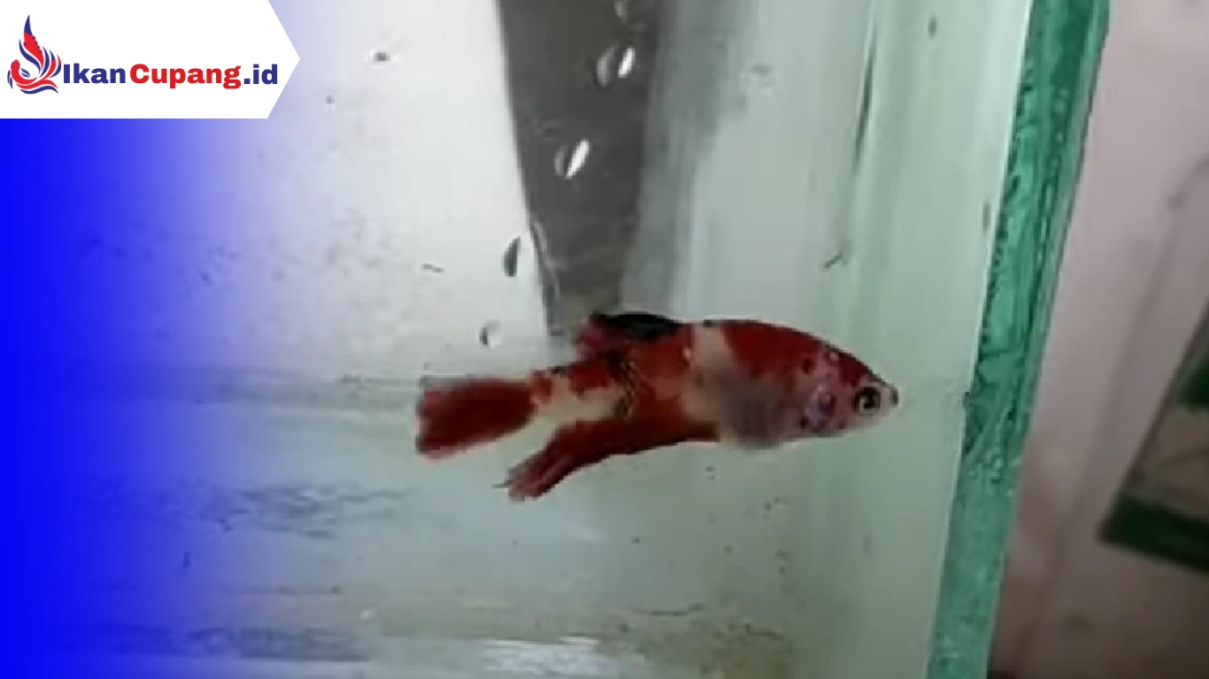 Penyebab Ikan Cupang Patah Pinggang