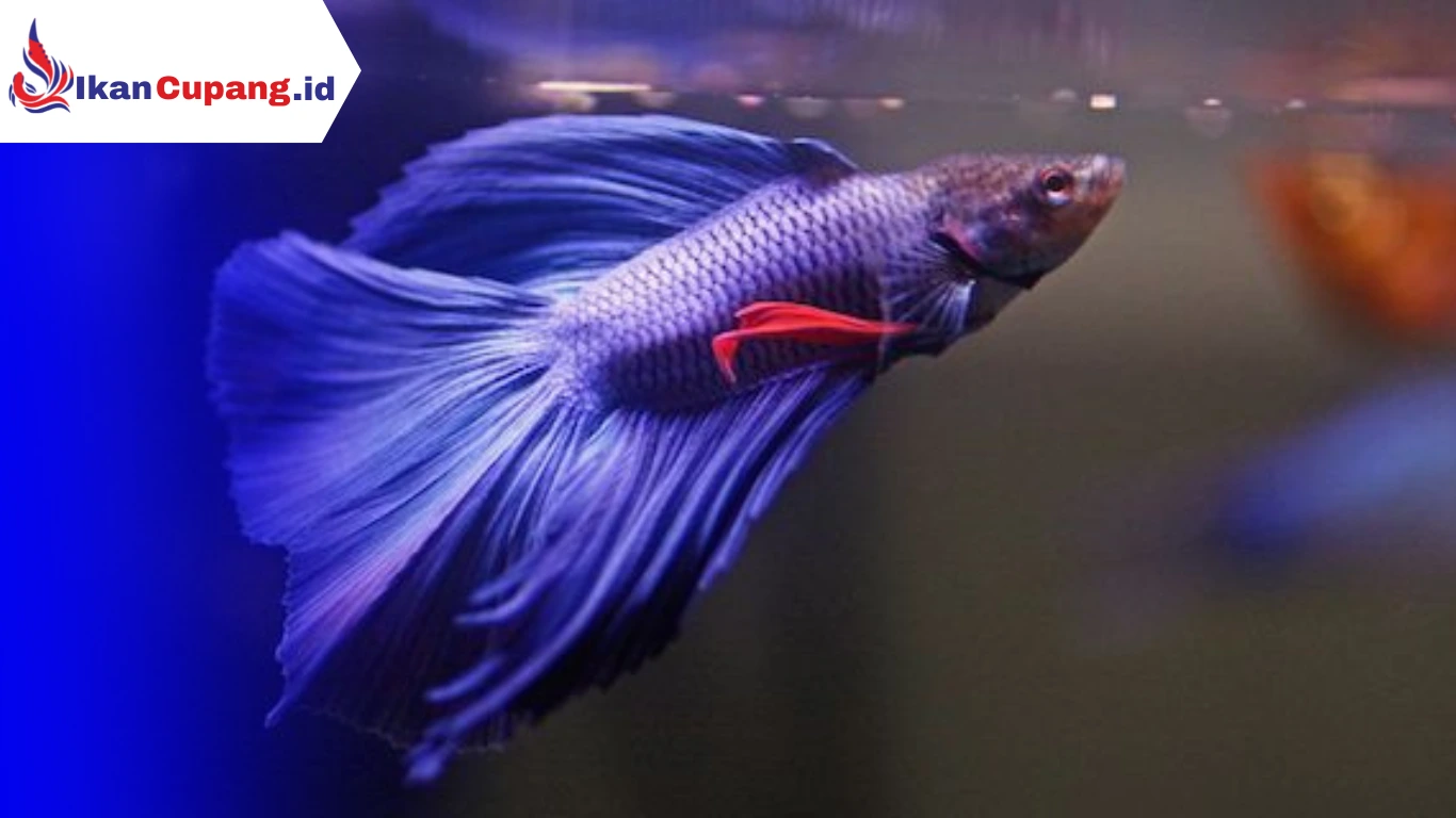 Cara Ikan Cupang Mau Makan Pelet