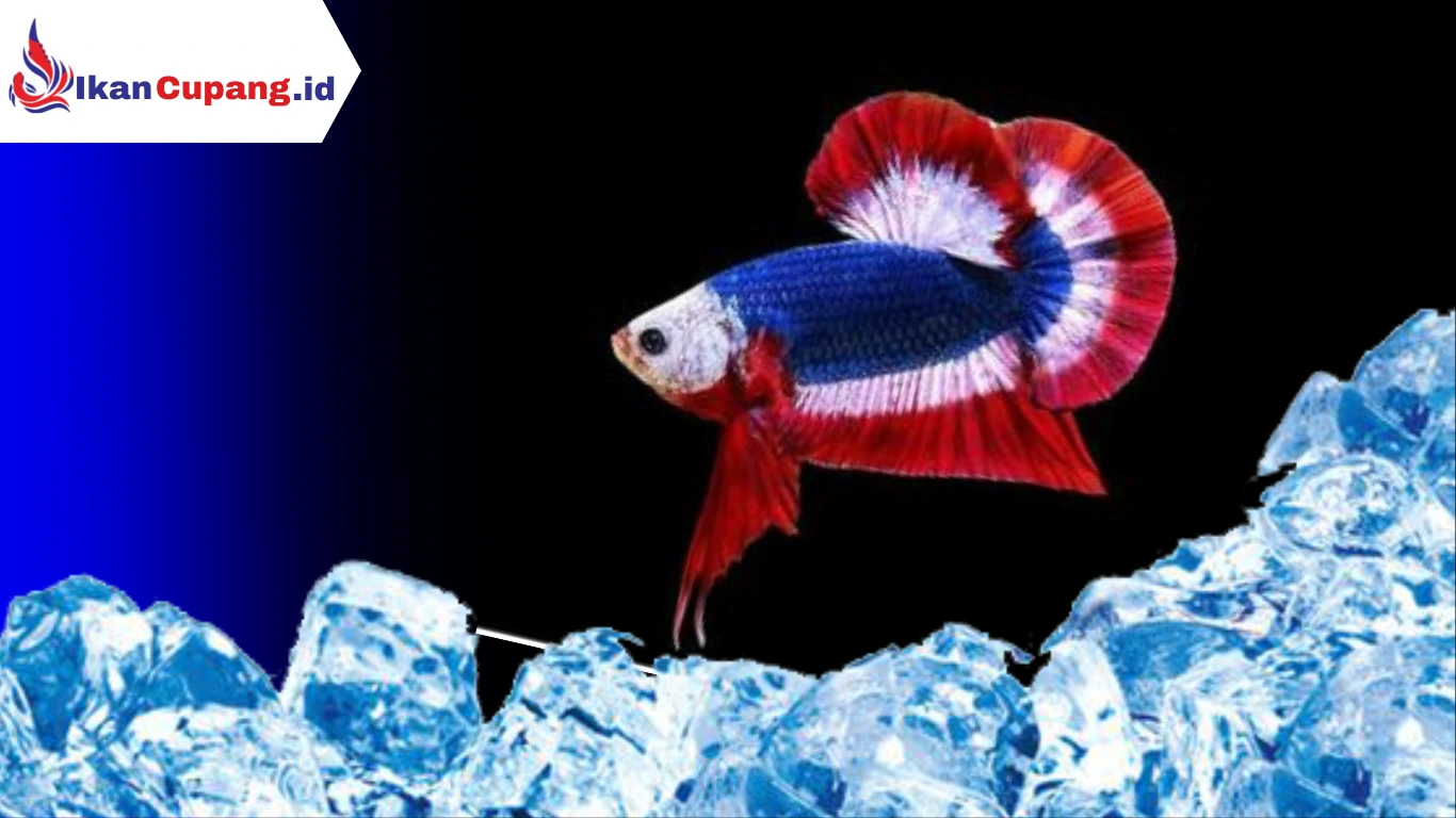 Cara Membius ikan cupang dengan es batu