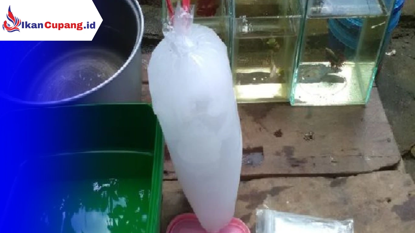 Langkah – Langkah dan Cara <yoastmark class=