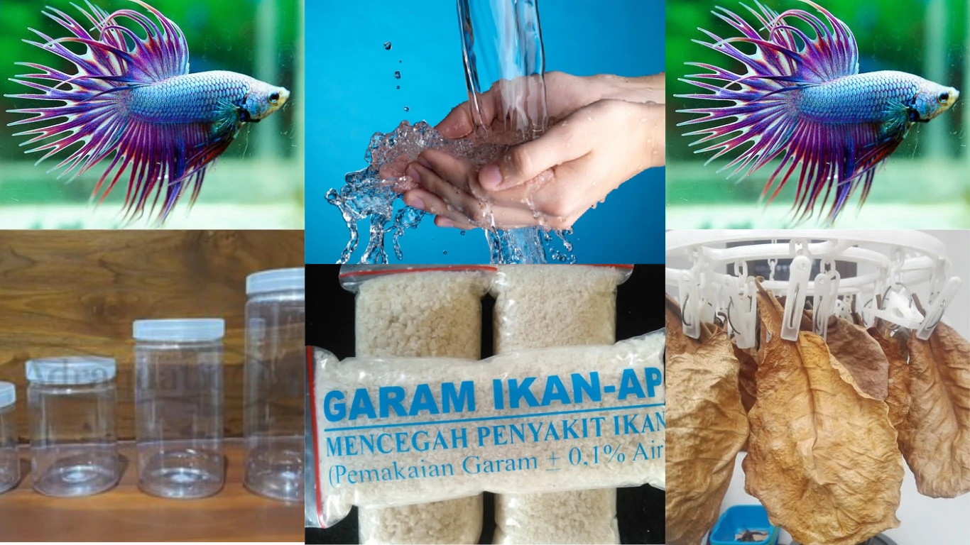 Alat dan bahan untuk Merawat Ikan Cupang Agar Warnanya Bagus