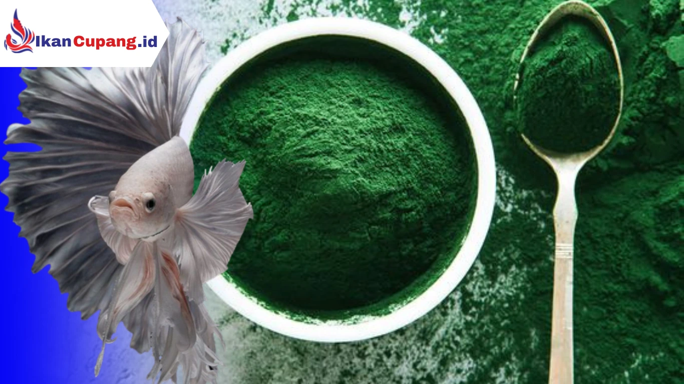 Cara Memberikan Spirulina Untuk Ikan Cupang