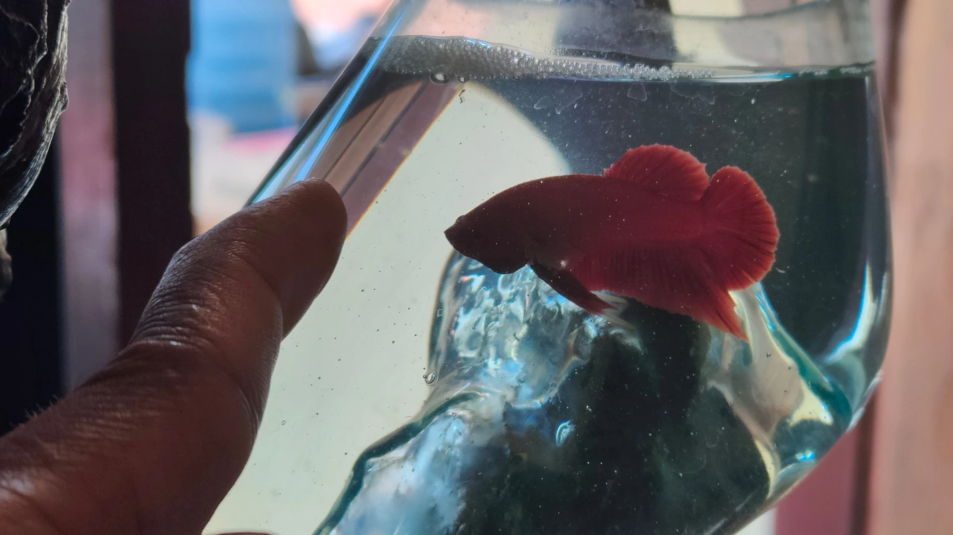 Cara Mengganti Air Ikan Cupang Secara Menyeluruh
