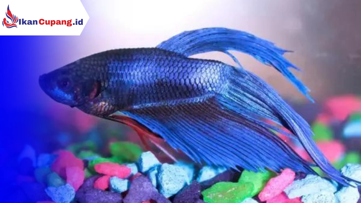 Cara Mengobati Ikan Cupang Kembung