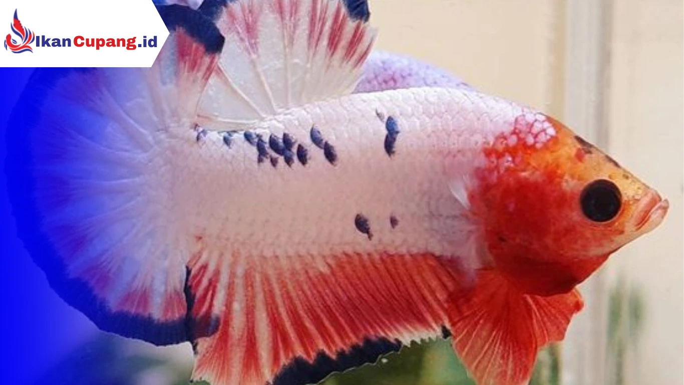 Cara Mengobati Jamur pada Ikan Cupang