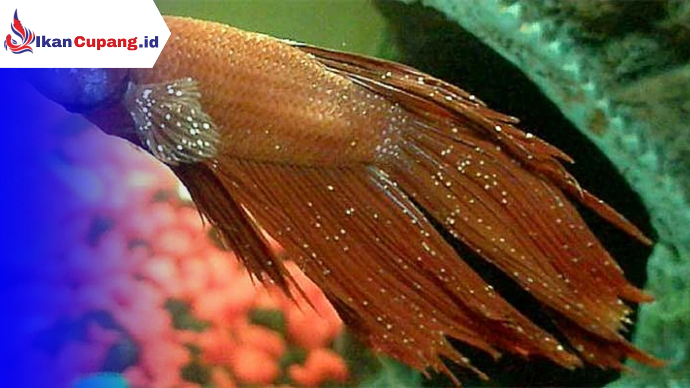 Cara Mengobati White Spot pada Ikan Cupang