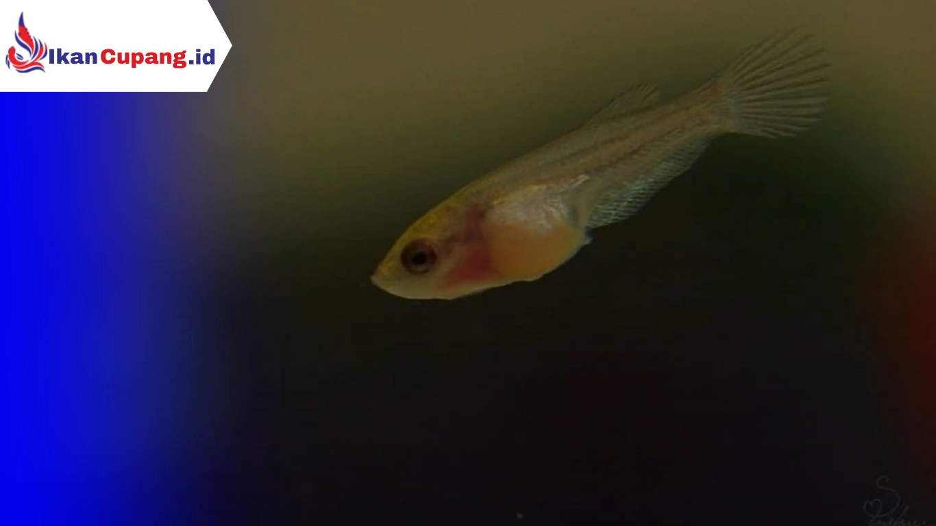 Cara Merawat Anakan Ikan Cupang Umur 1 Minggu