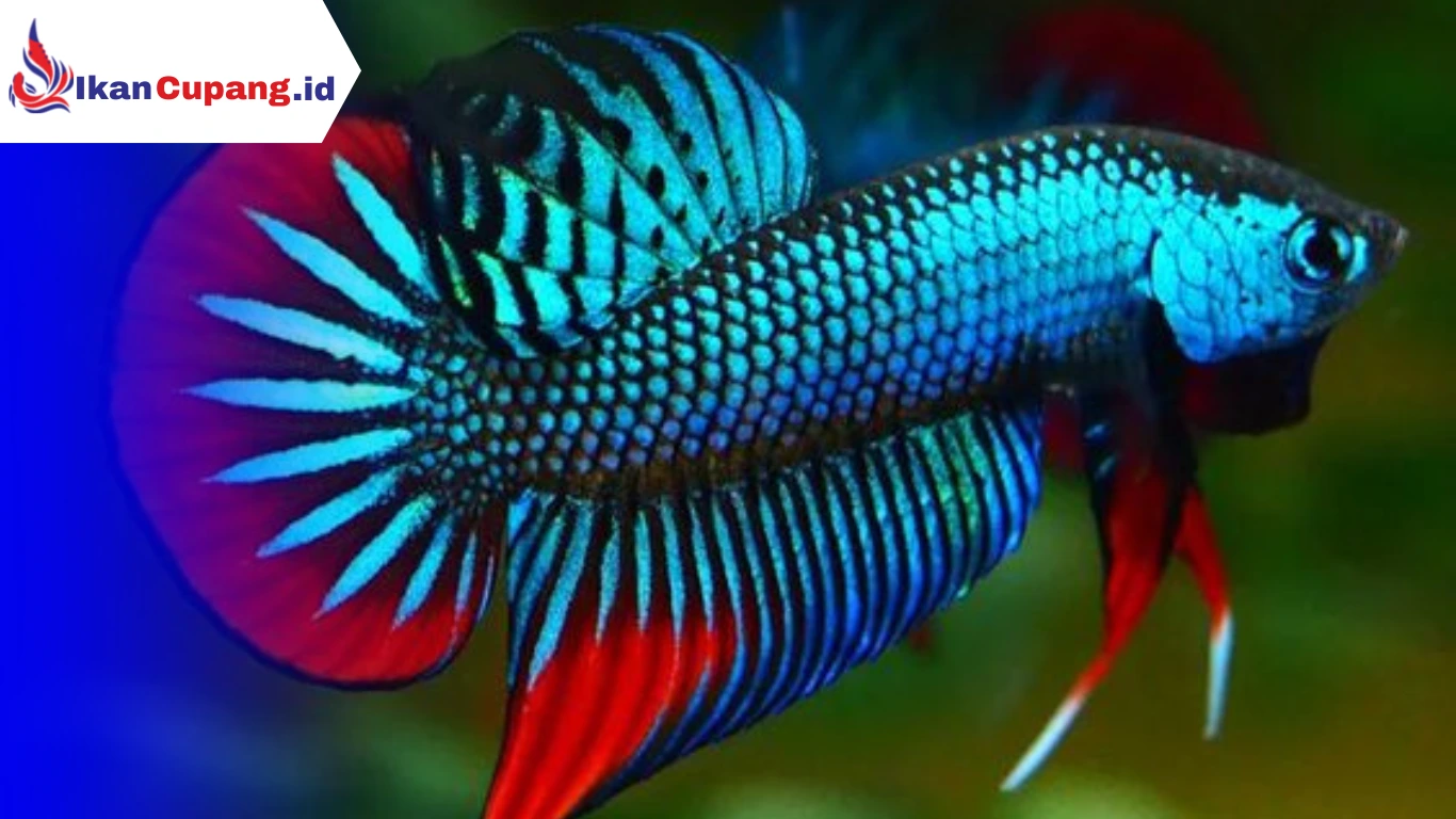 Cara Merawat Ikan Cupang agar Ekornya Bagus