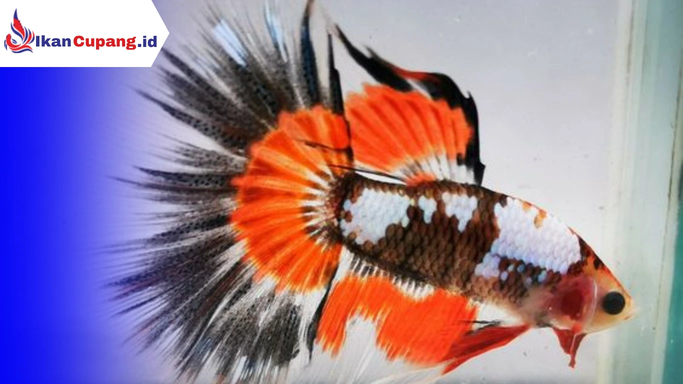 Cara Merawat Ikan Cupang agar Warnanya Bagus