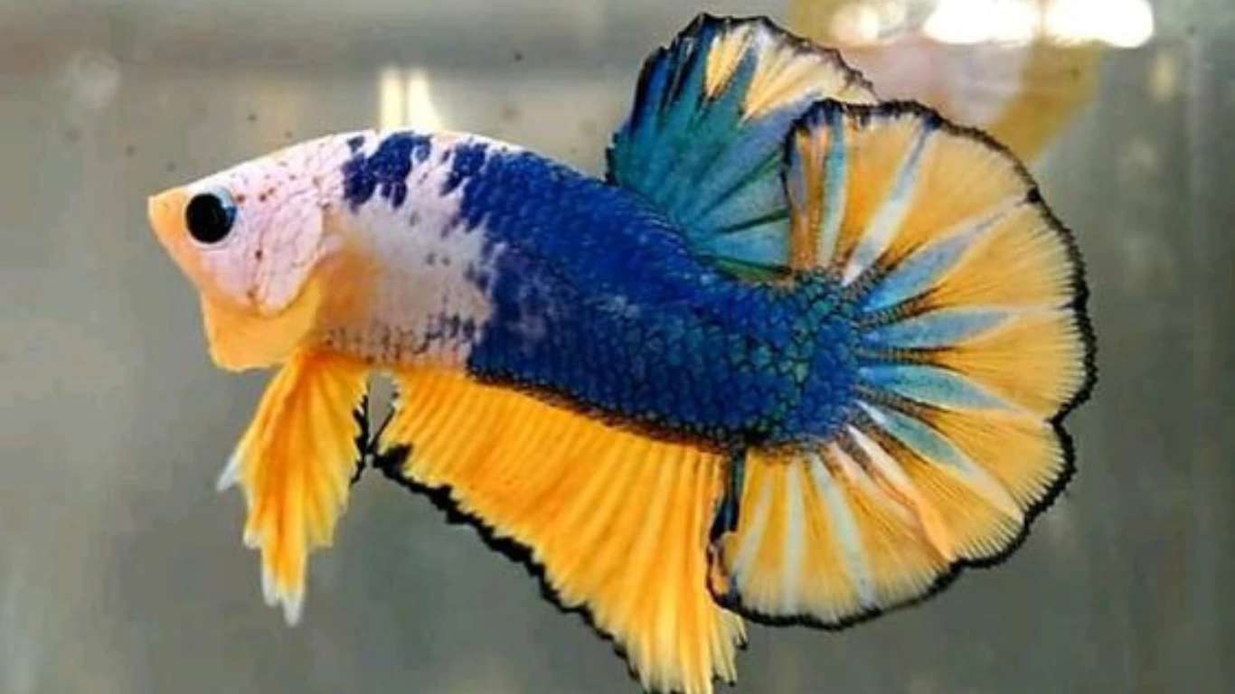 Manfaat Spirulina Untuk Ikan Cupang