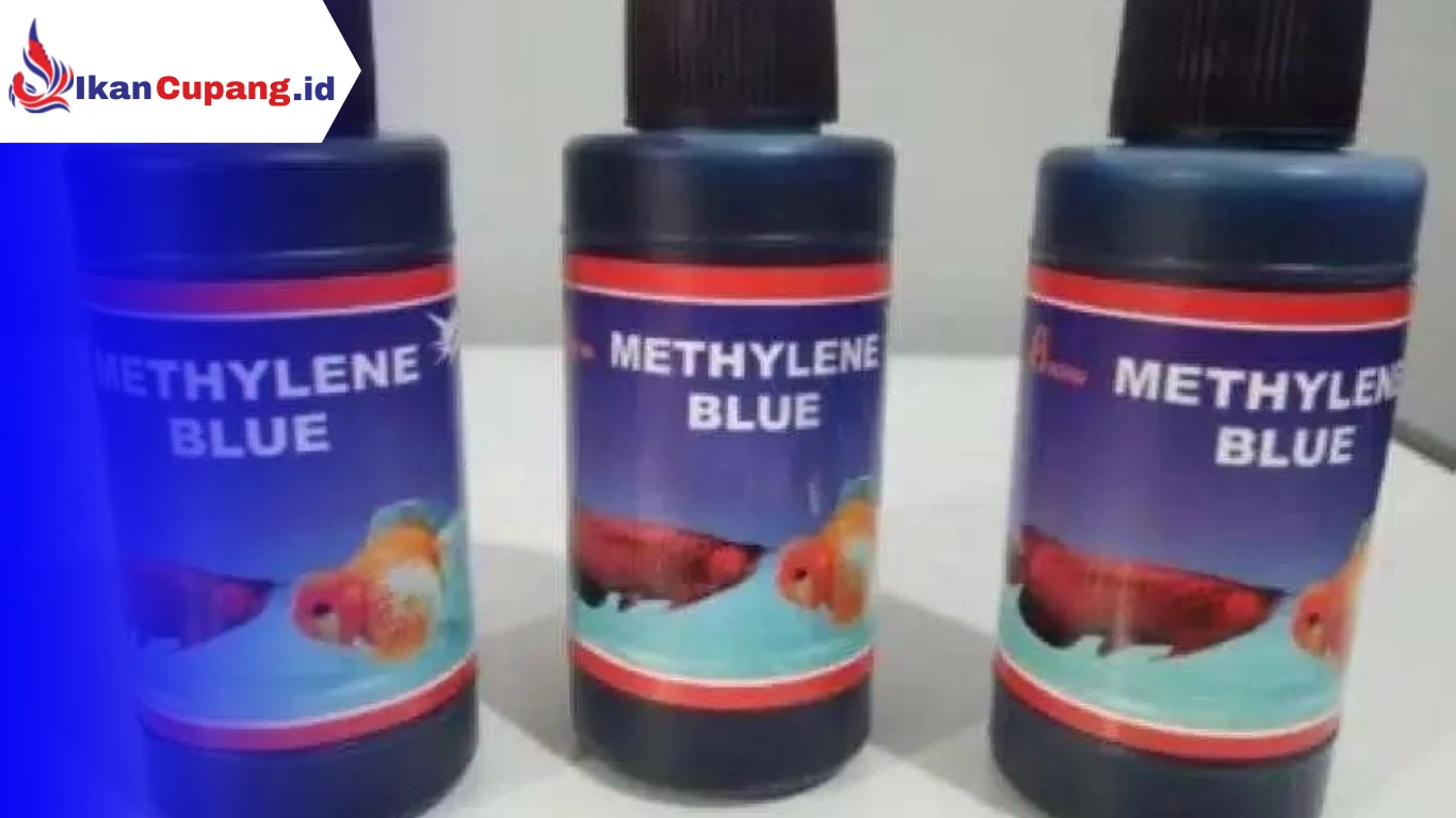 Berikan Metil Biru Untuk Ikan Cupang