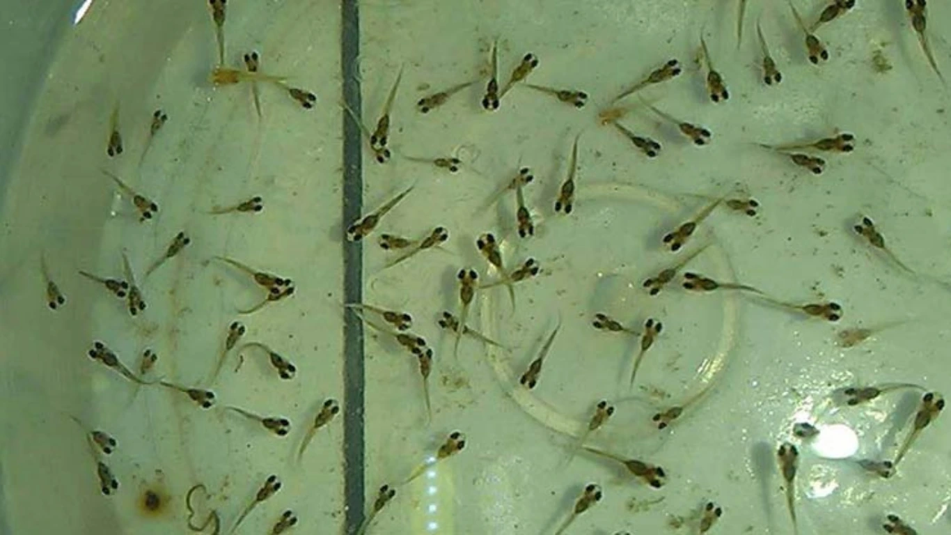 Pemberian Spirulina Pada Anakan Ikan Cupang atau Burayak