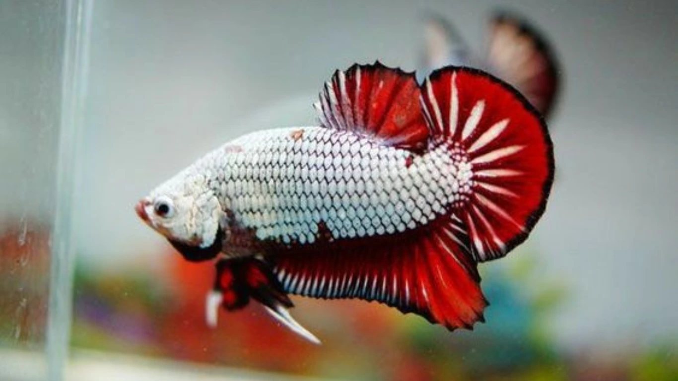 Pemberian Spirulina Pada Ikan Cupang Dewasa