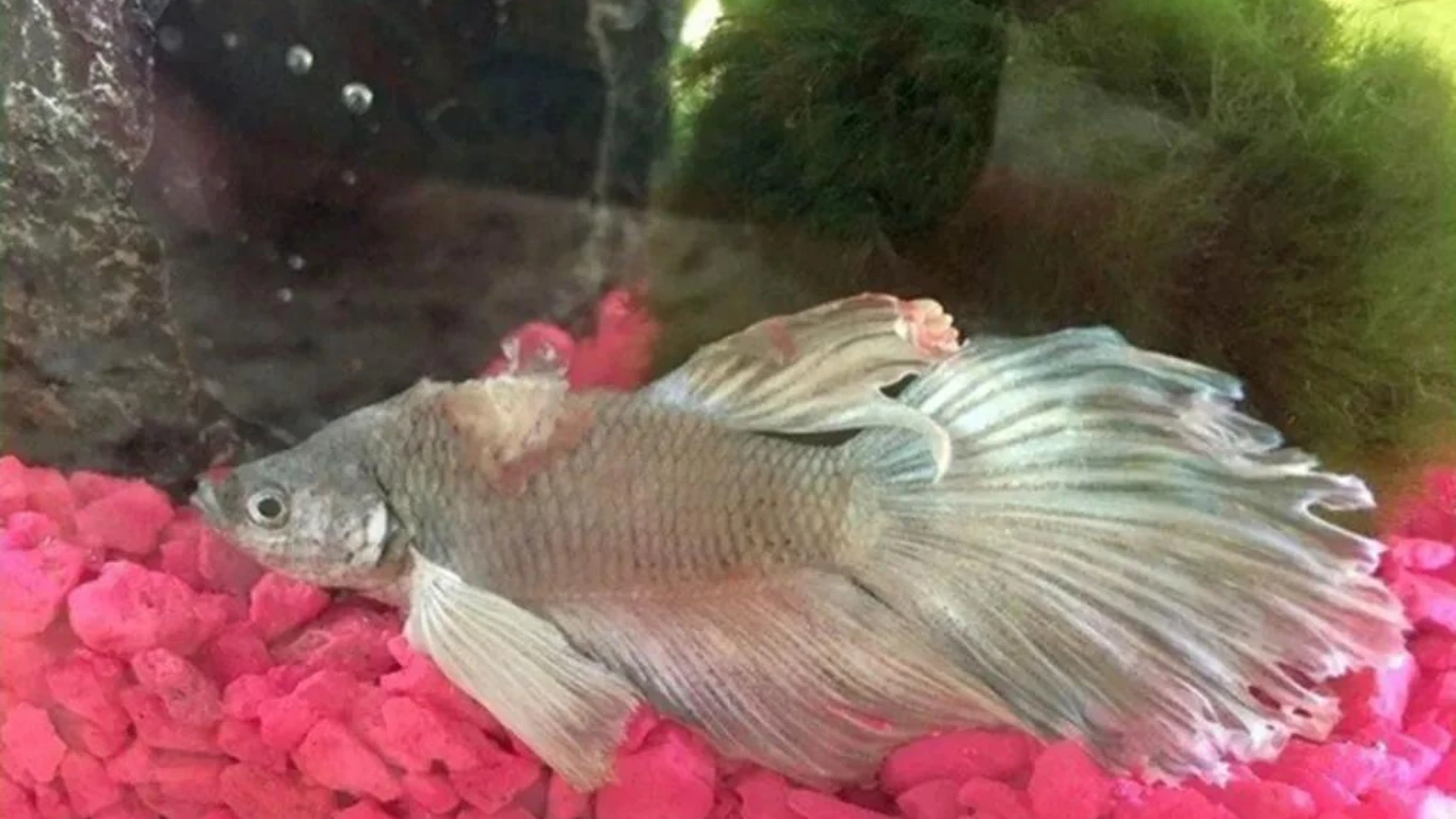 Pencegahan Jamur pada Ikan Cupang