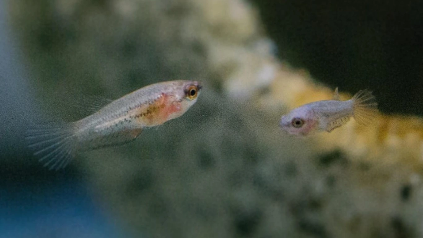 ikan cupang umur 1 minggu