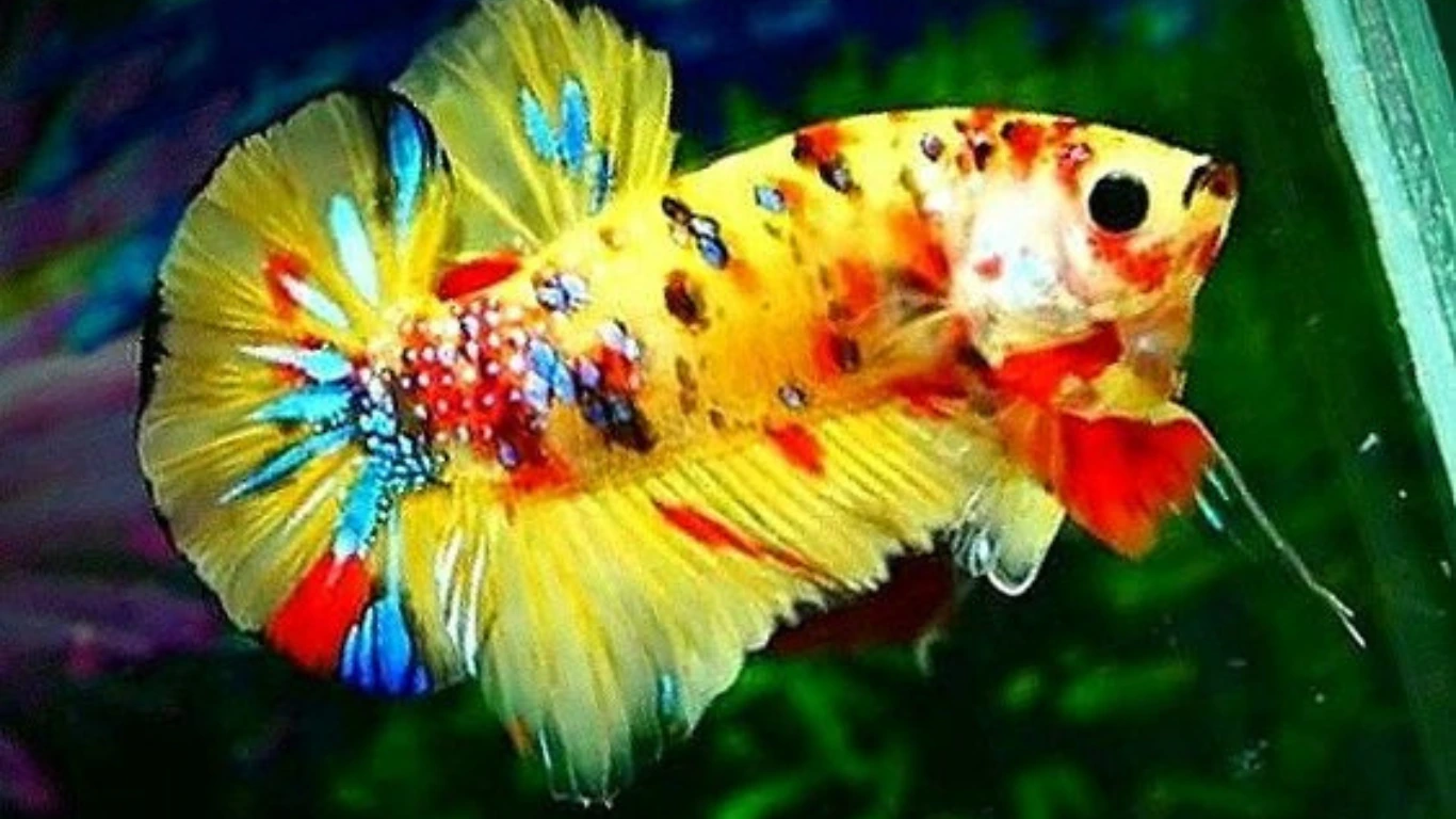merawat warna ikan cupang agar bagus