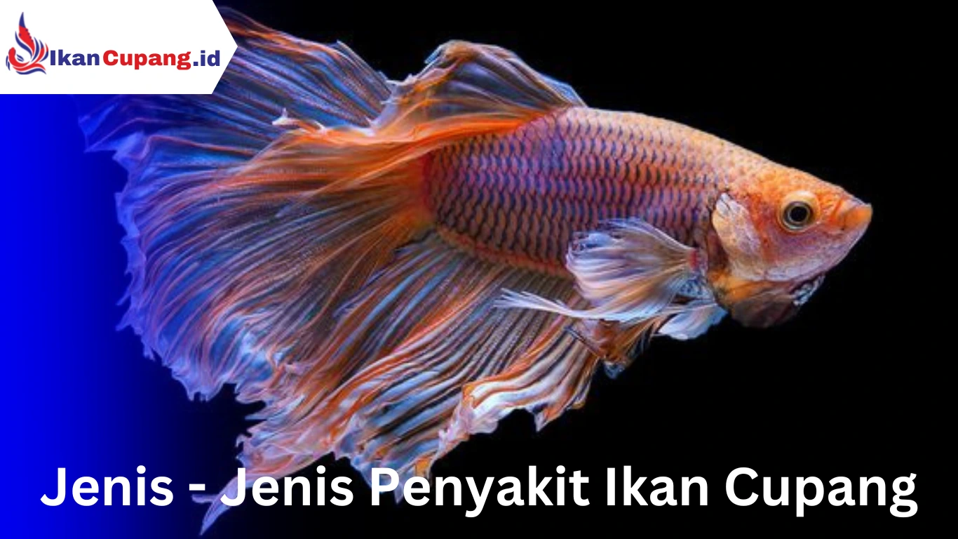 penyakit ikan cupang