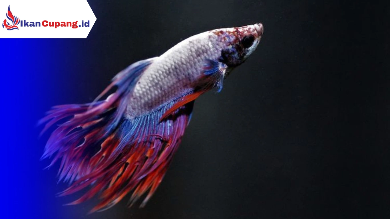 Cara Mengobati Ikan Cupang Berak Putih
