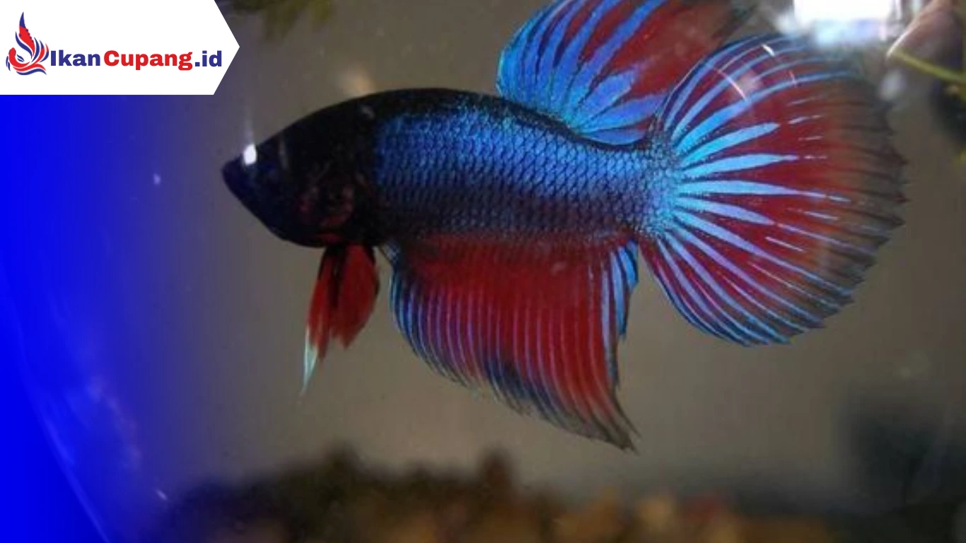 Cara Mengobati Penyakit Velvet pada Ikan Cupang