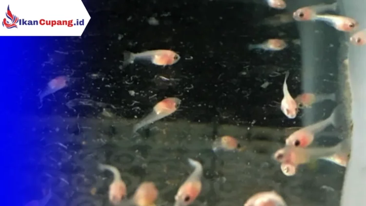 Cara Merawat Burayak Ikan Cupang Umur 4 Hari