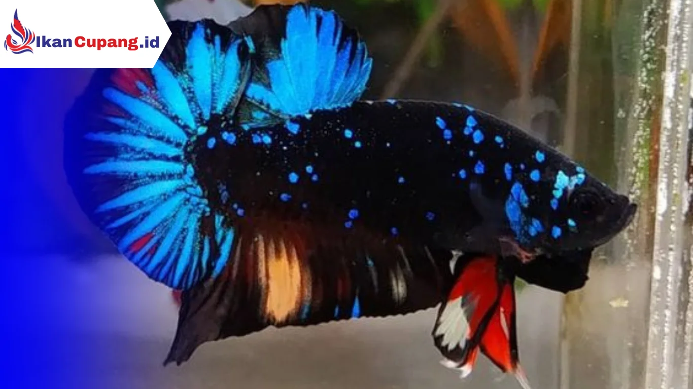 Cara Mencetak Ikan Cupang Avatar