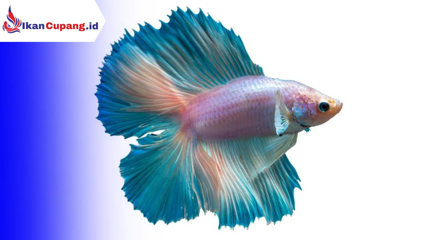 Ikan Cupang Double Tail