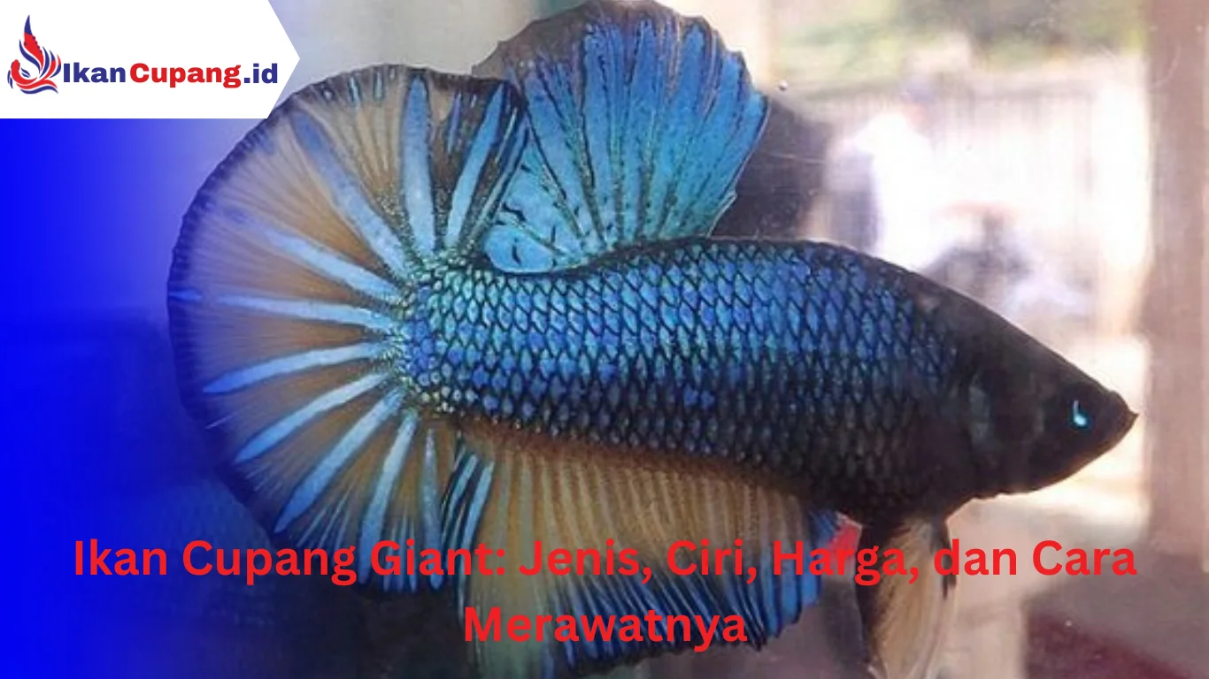 ikan cupang giant