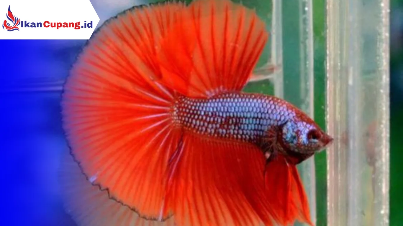 ikan cupang halfmoon