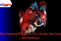 ikan cupang koi