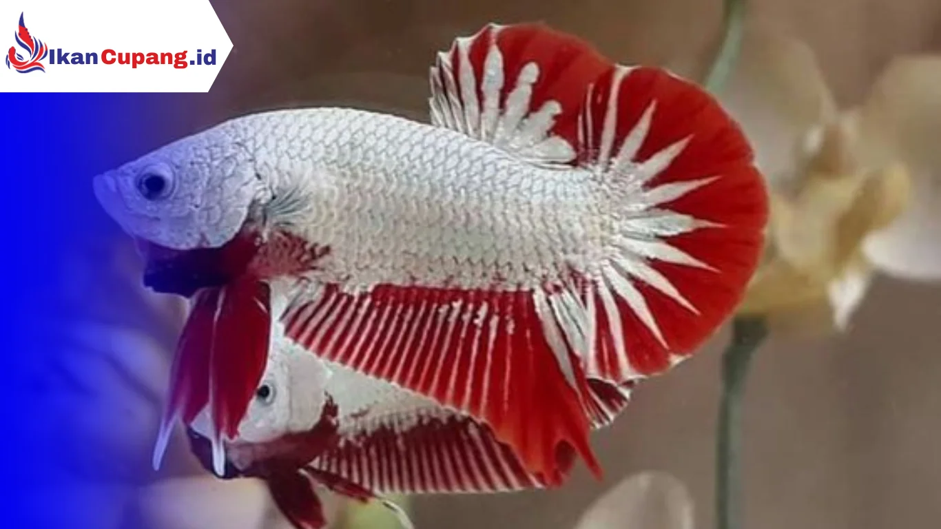 ikan cupang plakat