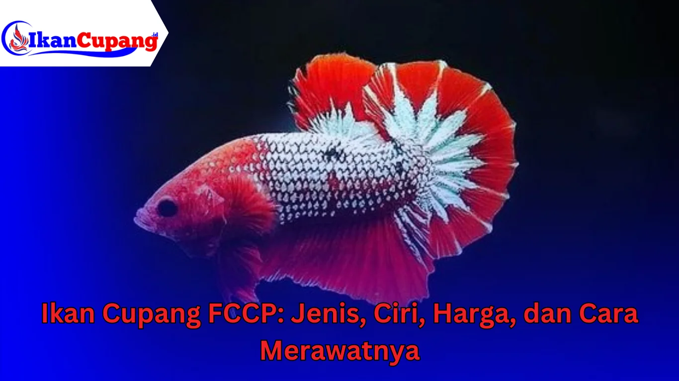 Ikan Cupang FCCP: Jenis, Ciri, Harga, Dan Cara Merawatnya