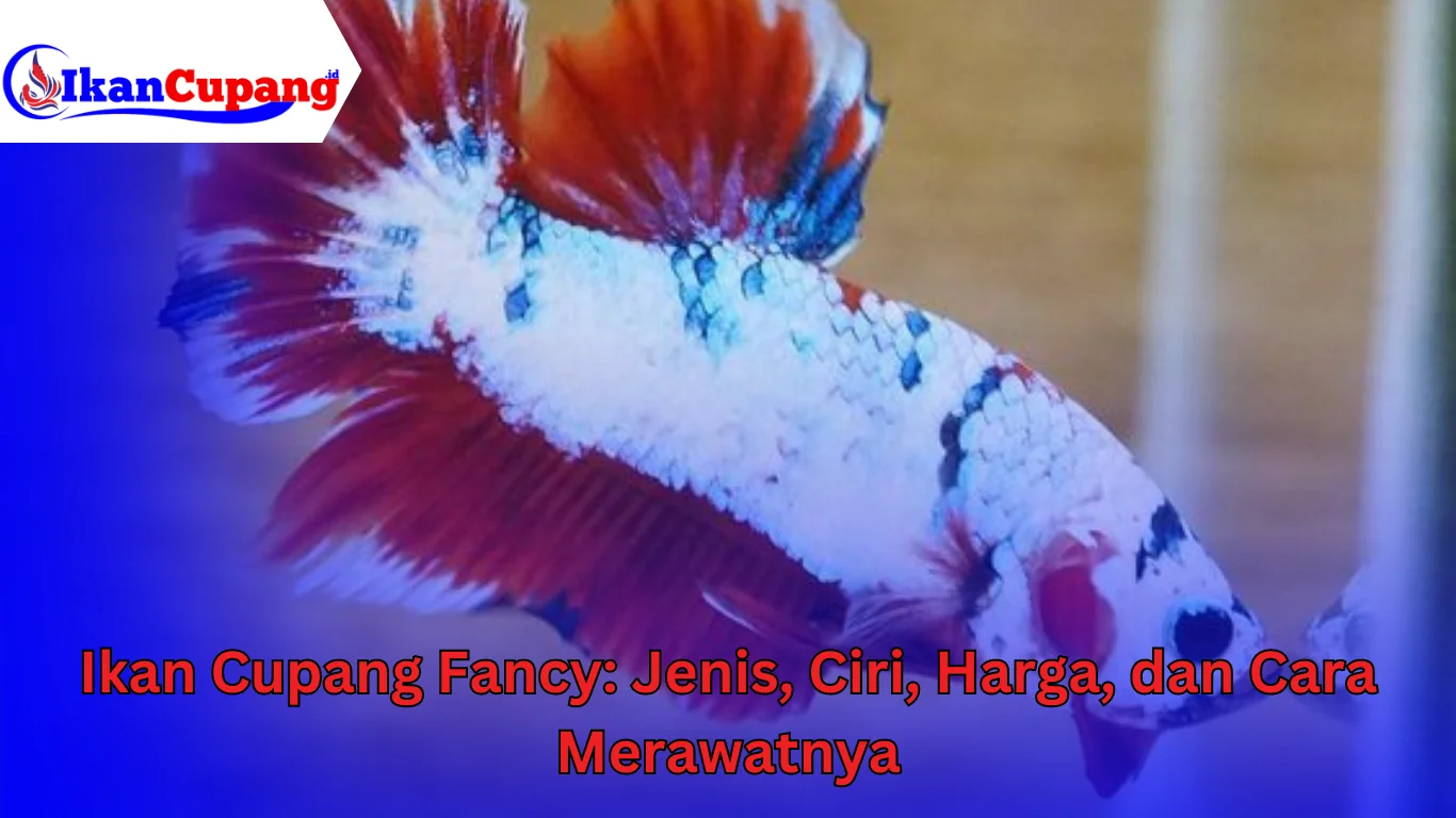 Ikan Cupang Fancy