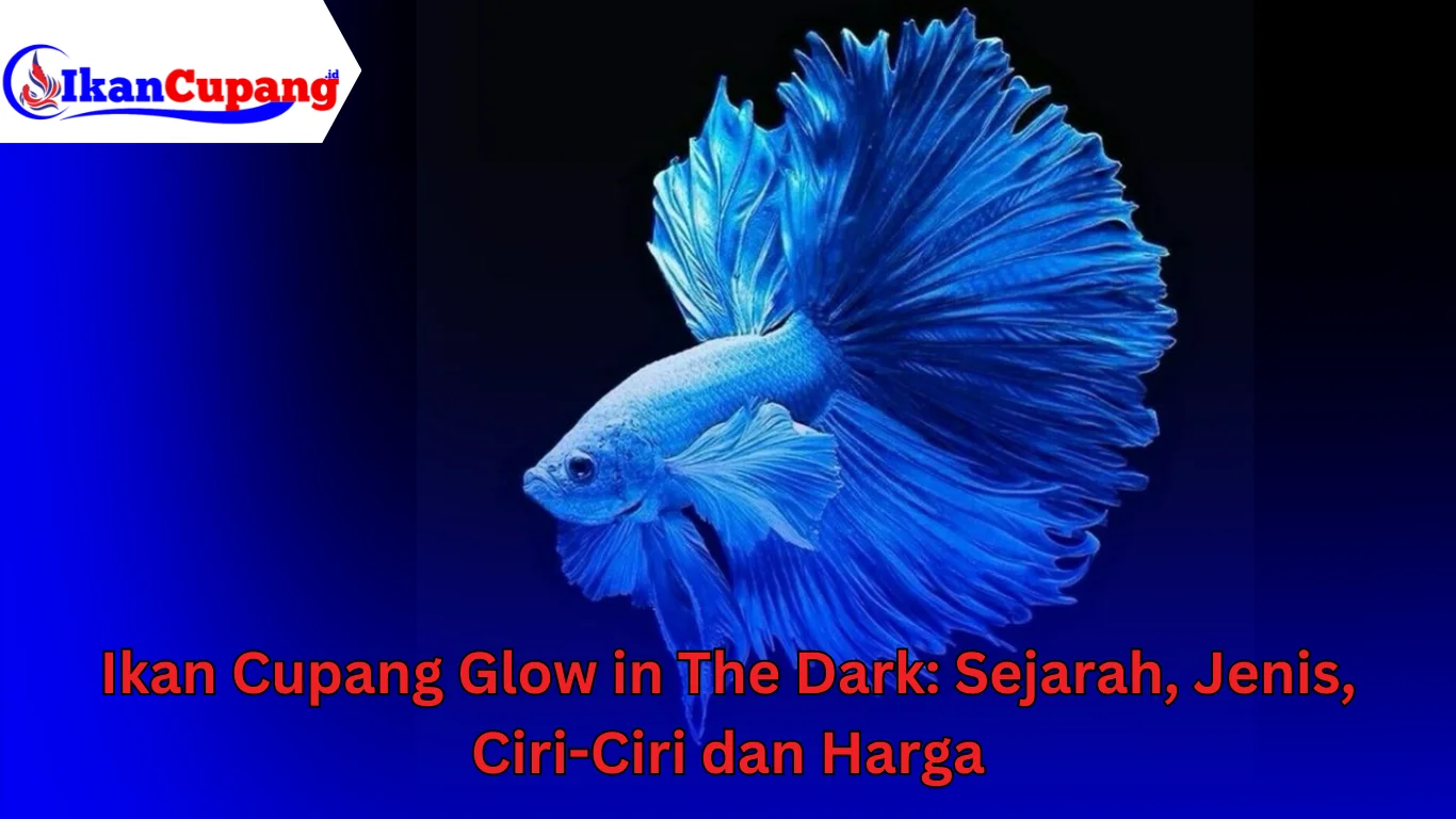 Ikan Cupang Glow in The Dark