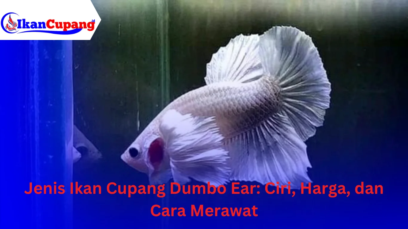 ikan cupang dumbo ear