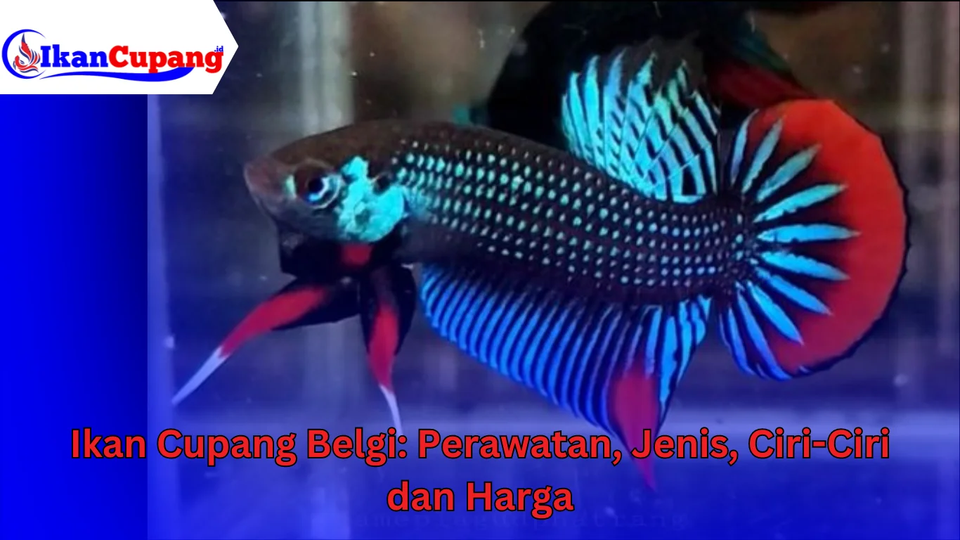 Ikan Cupang Belgi
